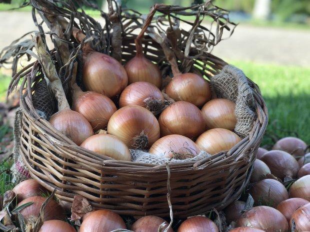 Epagri lança cebola resistente a doenças e pragas em Ituporanga 