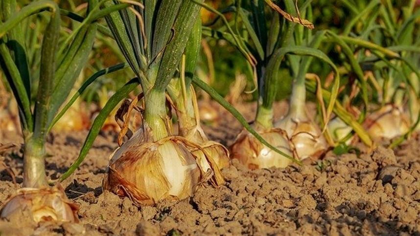 Especialista da Epagri em fertilidade do solo traz dicas para agricultores de como diminuir custo de produção
