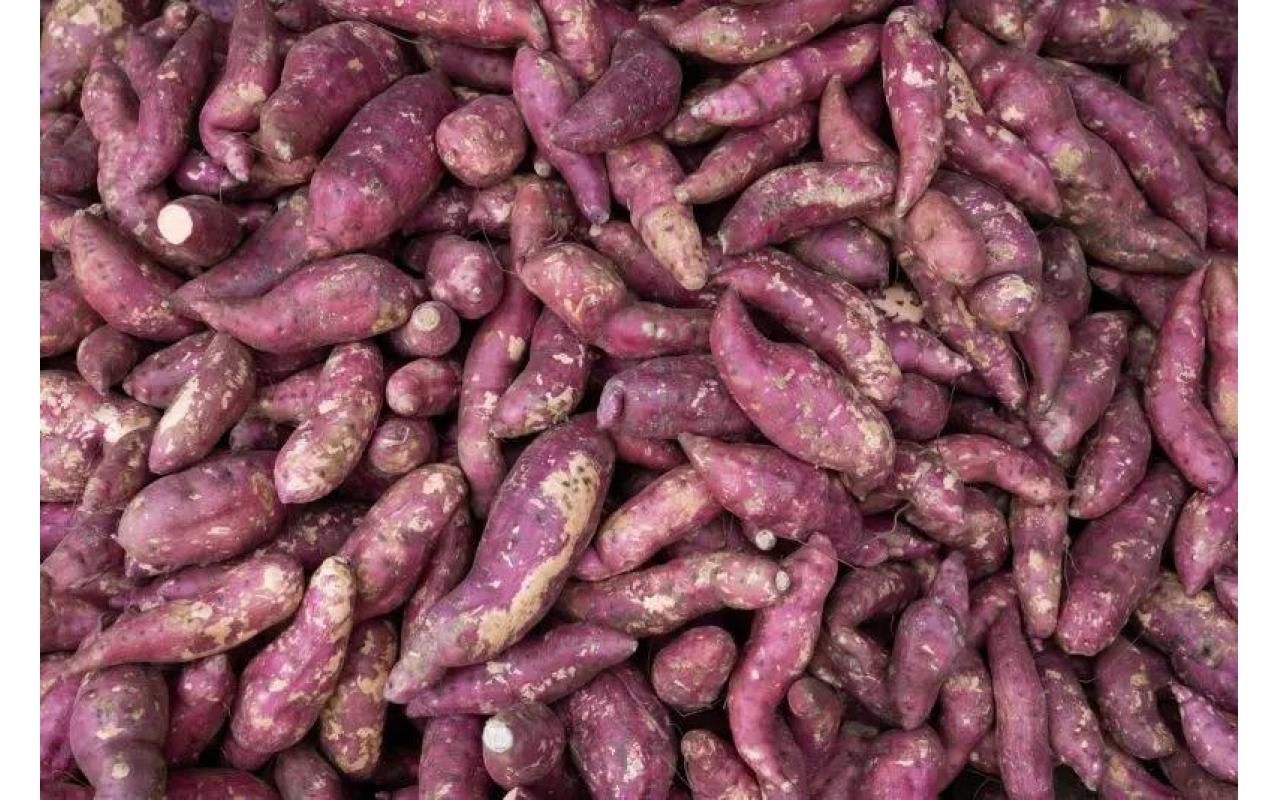 Estação Experimental da Epagri em Ituporanga realiza projeto de pesquisa sobre adubação da batata-doce