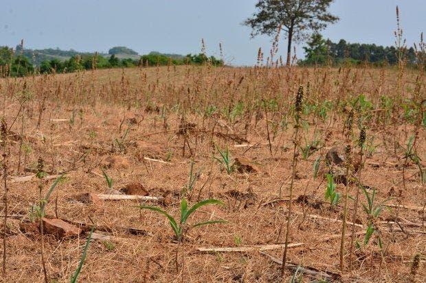Estiagem em SC afeta produção agrícola e pode deixar alimentos mais caros