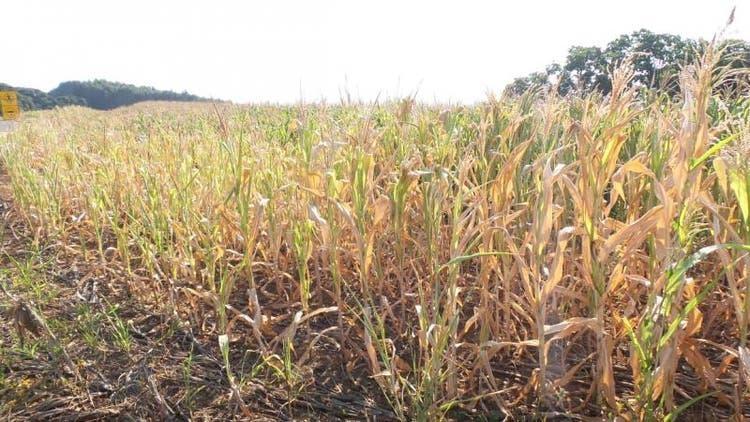 Estiagem: SC anuncia crédito e prorrogação de pagamentos para produtores rurais