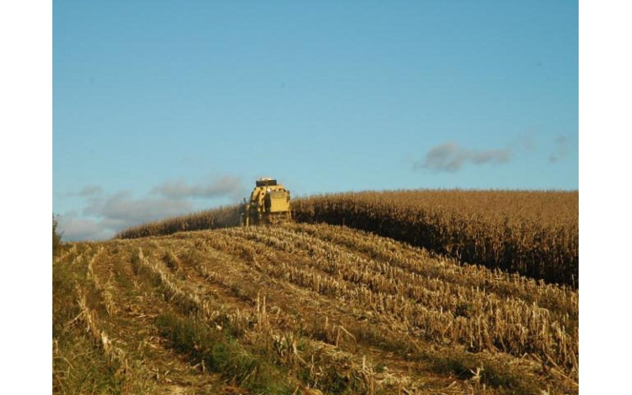 Estimativas da safra de verão para SC trazem aumento na produção de milho e de soja 