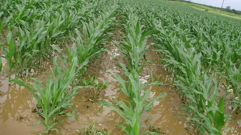 Excesso de chuva afeta milho e exige atenção com adubação e pragas