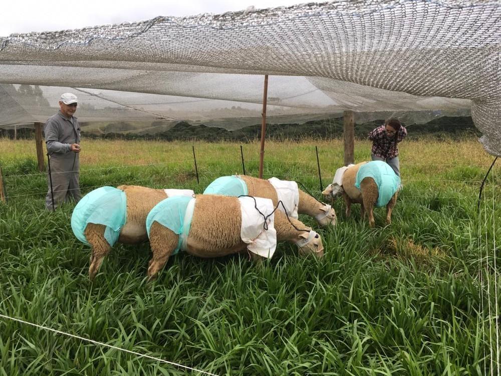 Experimento com ovelhas de fraldas e microfones chama atenção em Lages