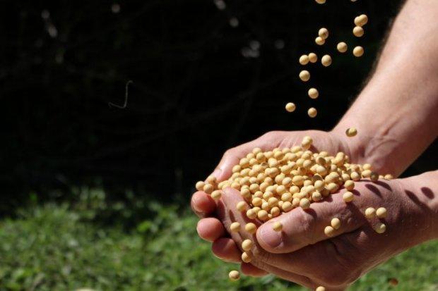 Exportação de soja cresce 65% no primeiro trimestre em Santa Catarina