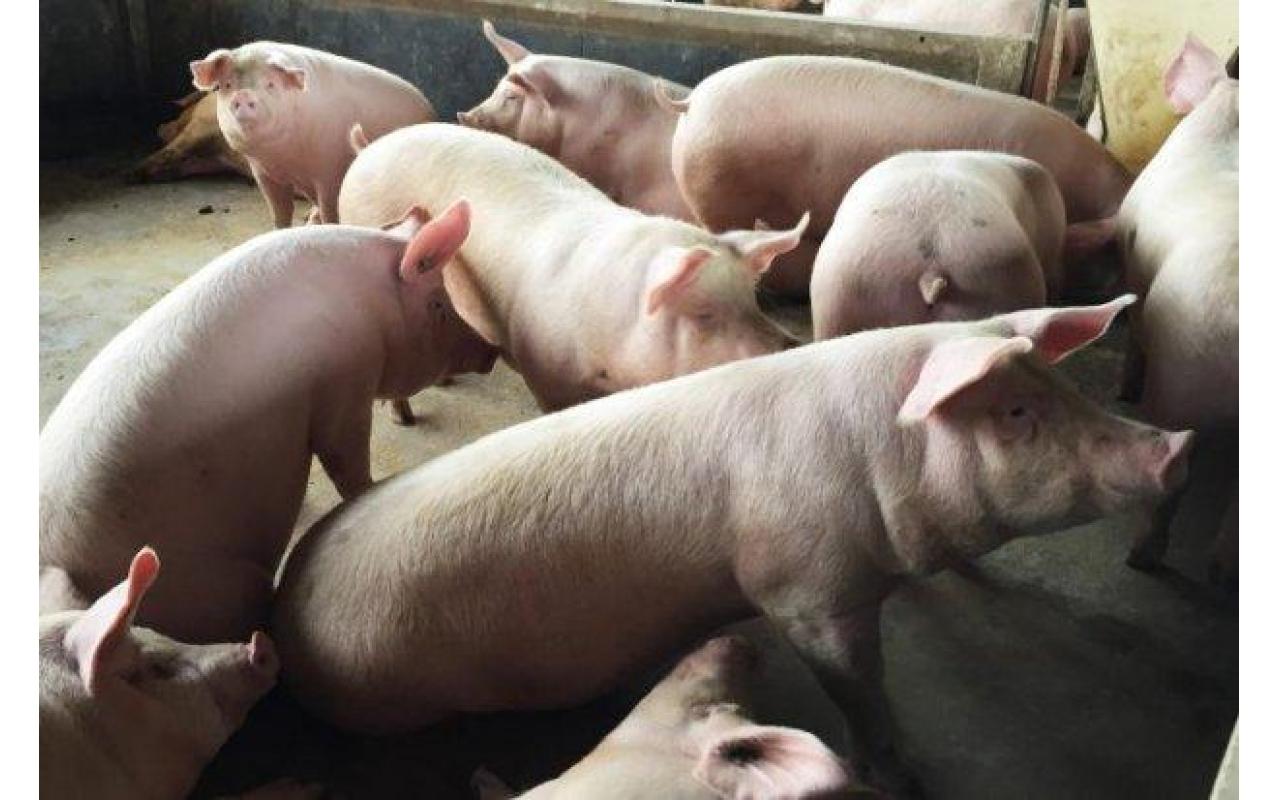 Exportações de carne suína superam desempenho de 2019 no Estado