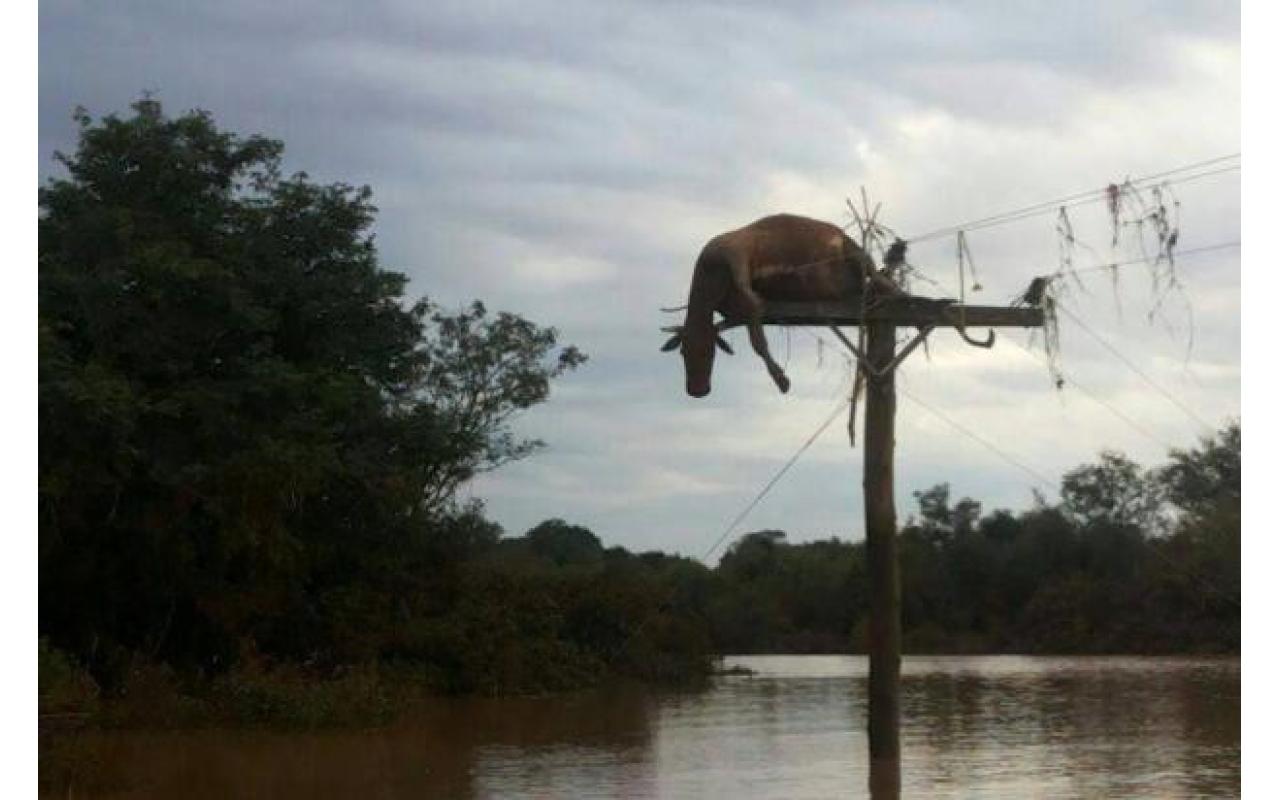 Após enchente, vaca é encontrada morta em cima de poste, em São Borja