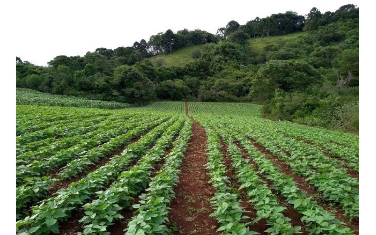 Feijão é aliado na diversificação de propriedades agrícolas do Alto Vale