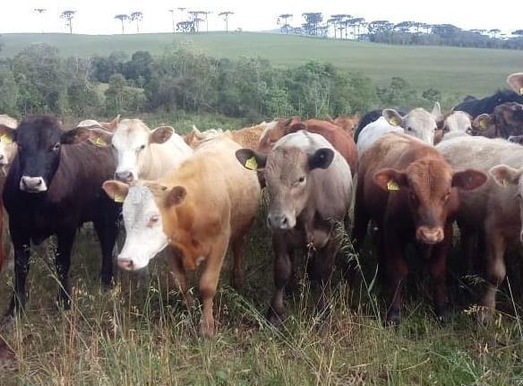 Feira do Gado de Alfredo Wagner comercializa cerca de 350 animais