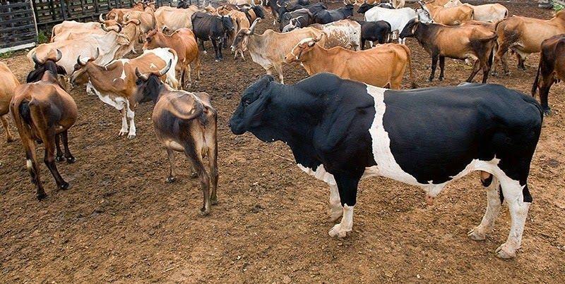 Feira do Gado será realizada no mês de outubro em Alfredo Wagner