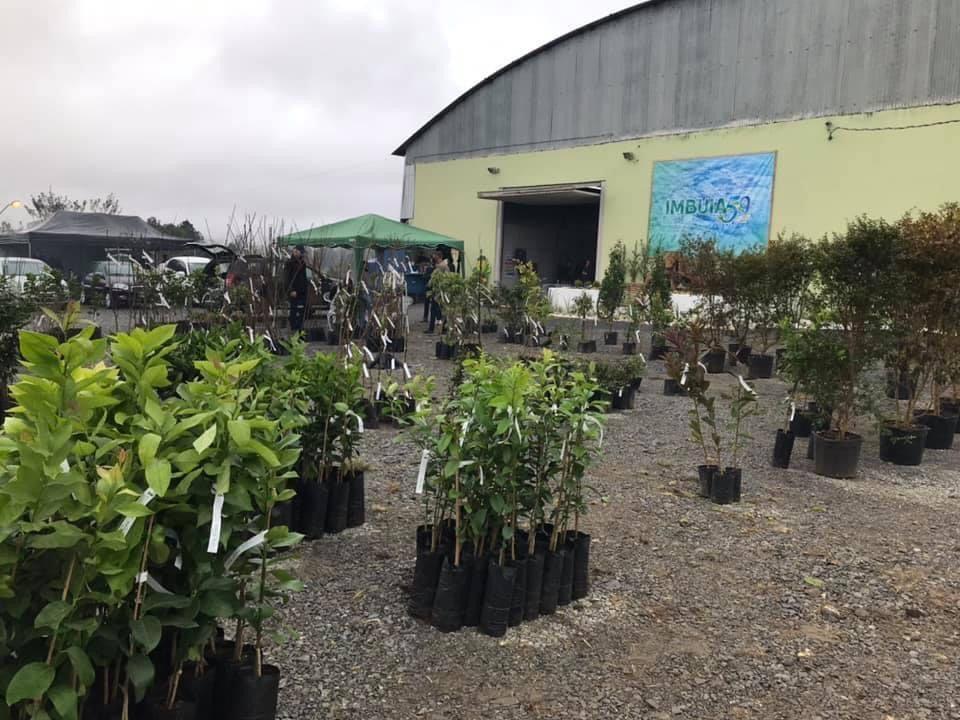  Feirão de Mudas Frutíferas e Ornamentais será realizado na próxima semana em Imbuia