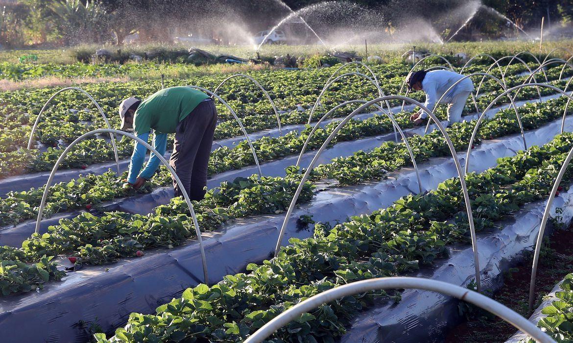 Fetraf avalia o plano safra 2021 2022 focado na agricultura familiar