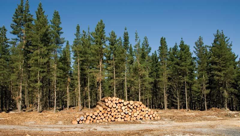 FIESC deve realizar campanha de incentivo de plantação de Pinus no Alto Vale