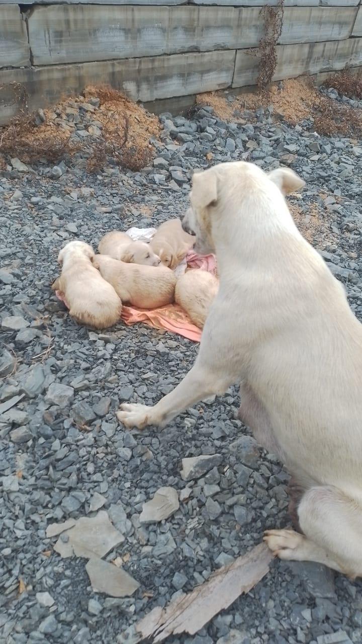 Filhotes de cachorro foram resgatados numa tubulação pelos bombeiros em Atalanta