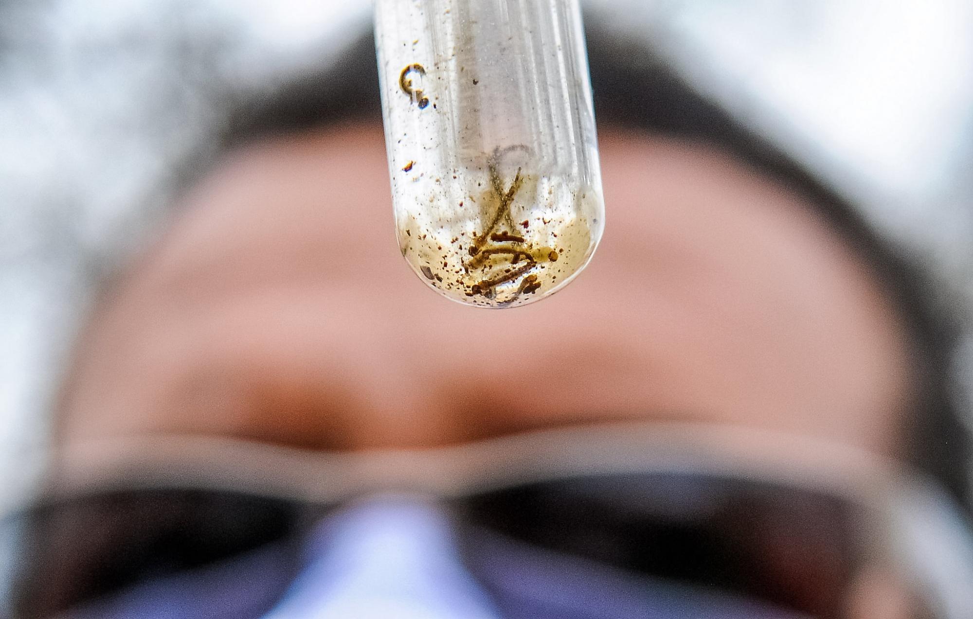 Foco de Aedes Aegypti é identificado em Vidal Ramos