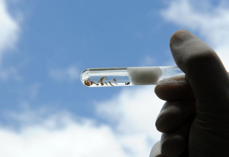 Focos do mosquito da dengue crescem 311% em Joinville