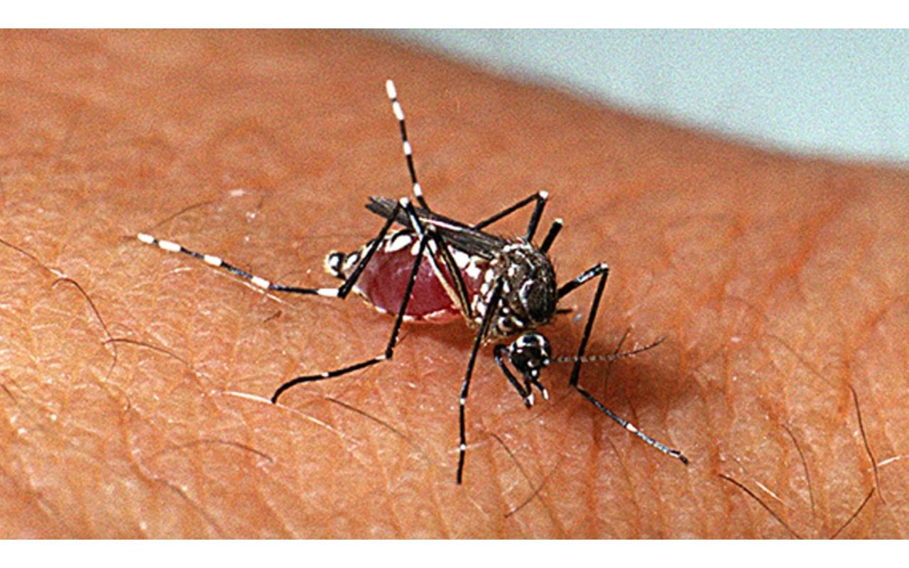 Focos do mosquito da Dengue são identificados em Ituporanga