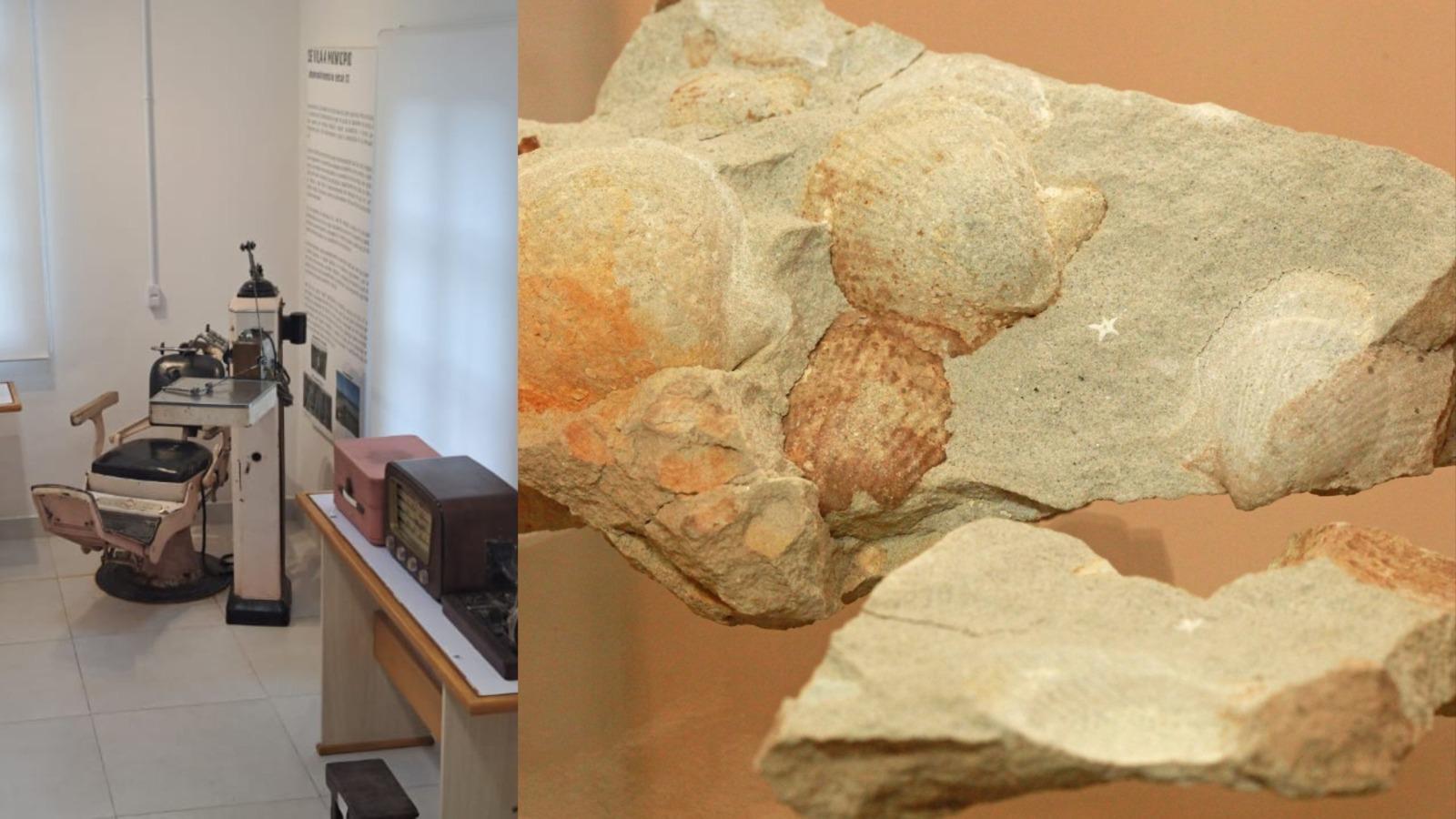 Fósseis de até 300 milhões de anos ajudam a contar a história preservada pelo Museu de Taió