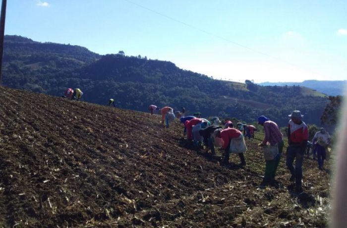 Frio e seca atrasam plantio e reduzem área de cebola na Serra catarinense
