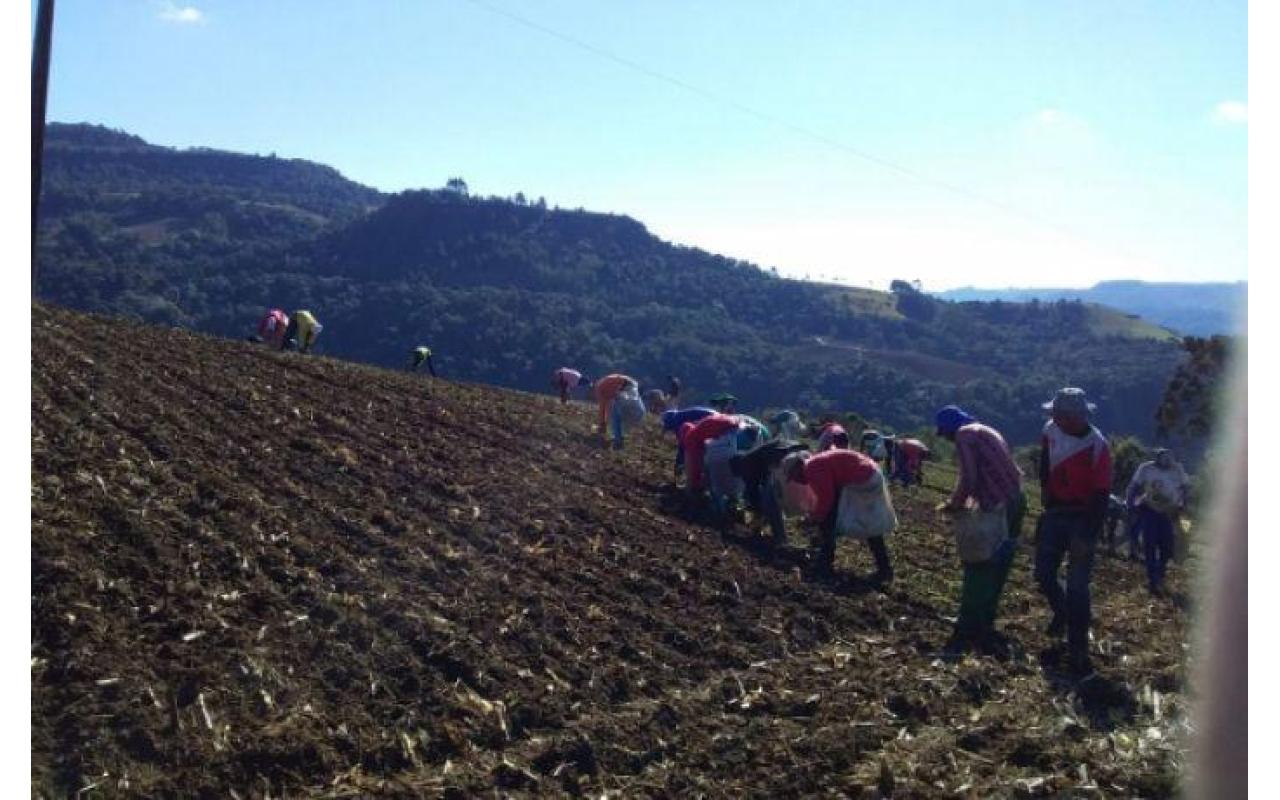 Frio e seca atrasam plantio e reduzem área de cebola na Serra catarinense