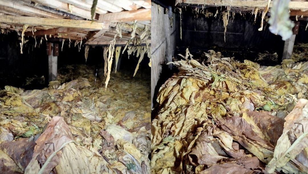 Fumicultor controla incêndio na própria estufa em Ituporanga