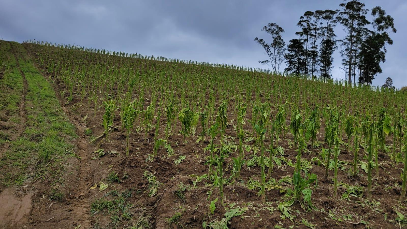 Fumicultores devem manter três carreiros de amostra após danos nas lavouras, orienta Afubra