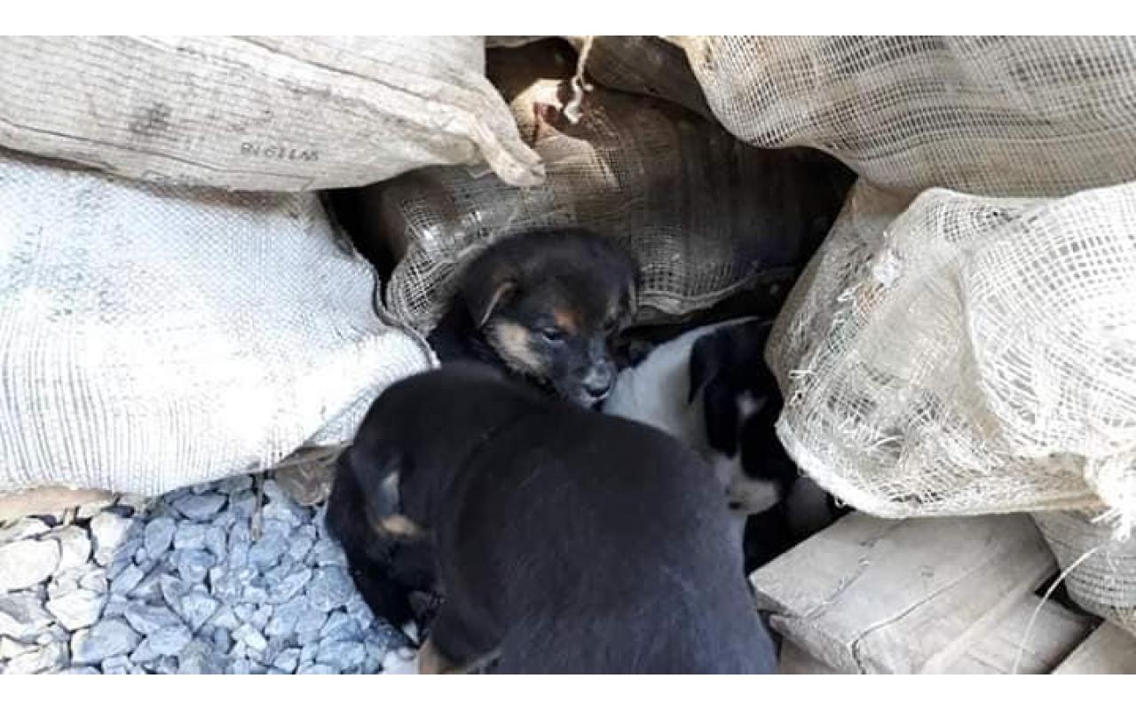 Gari de Imbuia recolhe mais de 10 animais abandonados em lixeiras da cidade