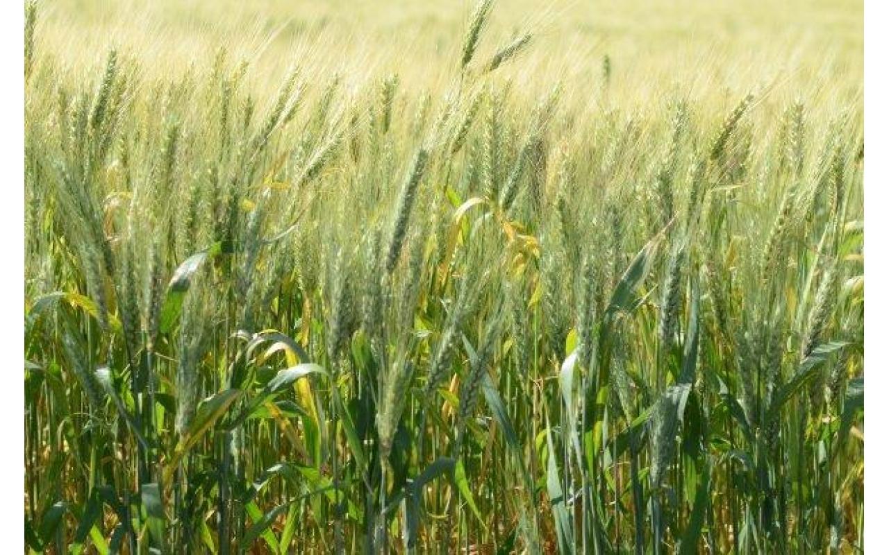 Governo de Santa Catarina irá incentivar o plantio de cereais de inverno 