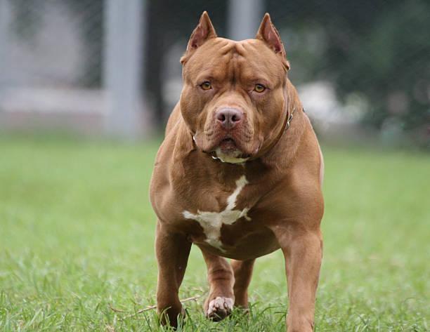 Governo de SC impõe novas regras para criação e circulação de pit bulls