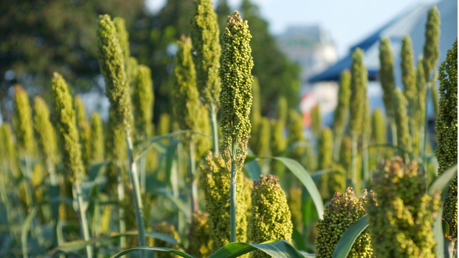 Governo de SC incentiva o cultivo de sorgo granífero para produção de ração animal
