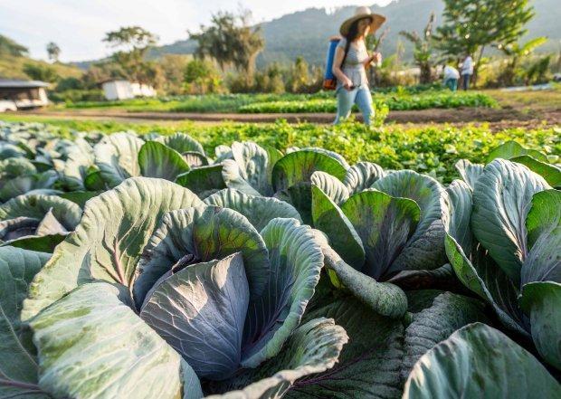 Governo do Estado investe na compra de produtos da agricultura familiar