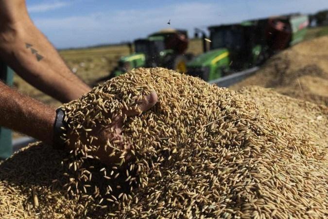 Governo Federal decide anular o leilão do arroz