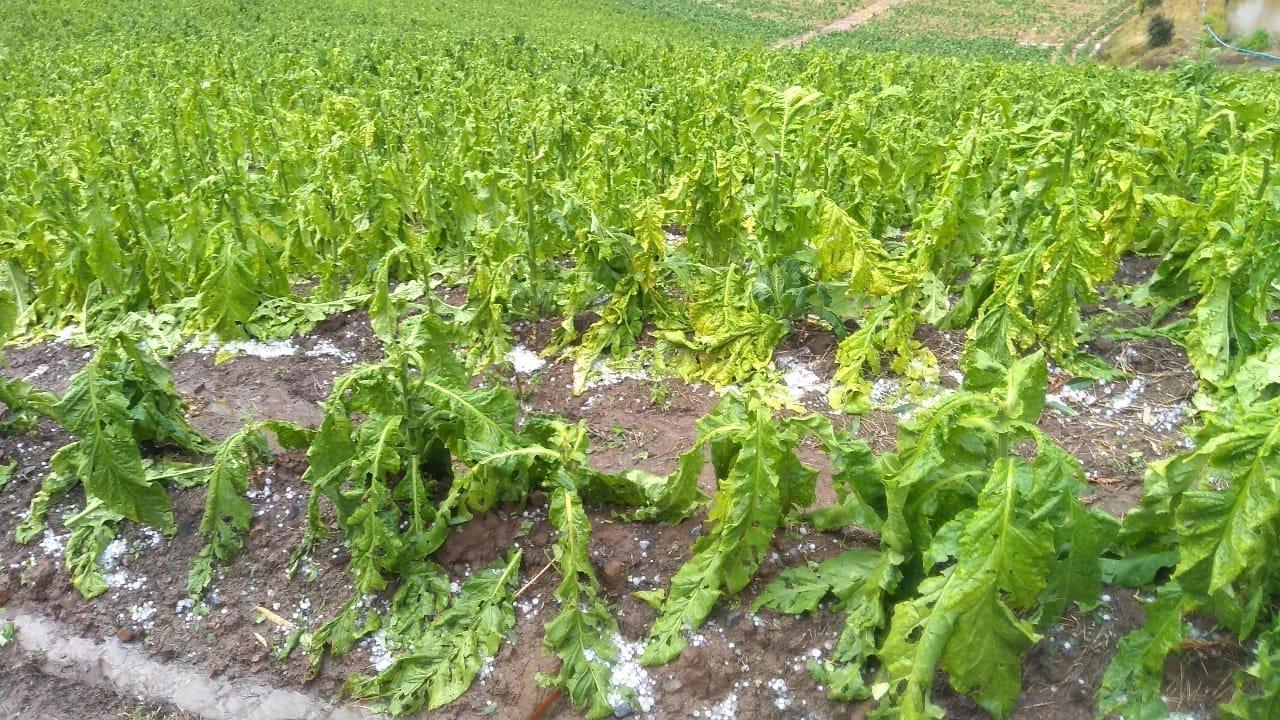 Granizo atinge cerca de 750 propriedades e lavouras de fumo na Região da Cebola, aponta Afubra