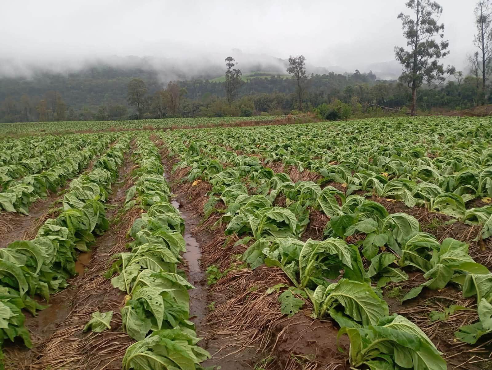 Granizo atingiu cerca de 800 propriedades de tabaco no Alto Vale em setembro