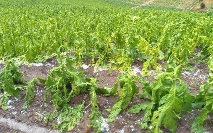 Granizo e poucos dias com sol já aponta para grande perda na produção de tabaco no sul do país