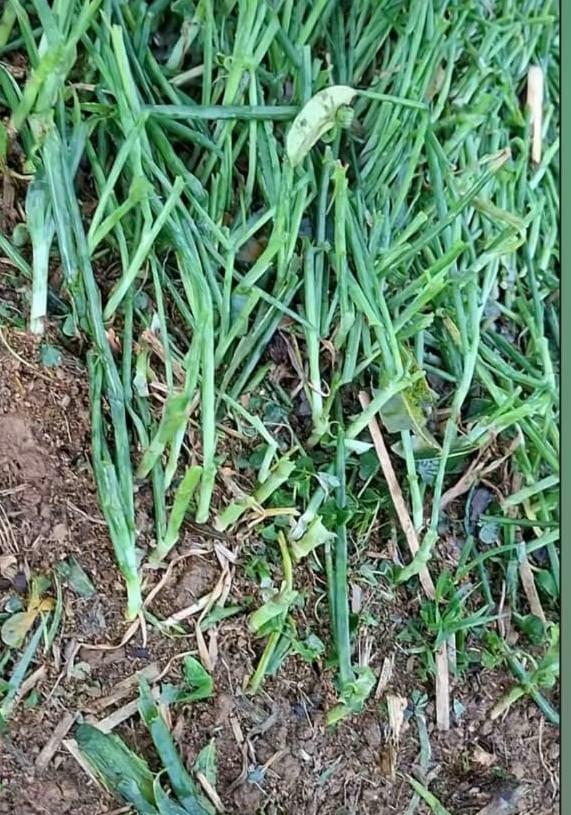 Granizo em lavouras de cebola exige avaliação antes de medir prejuízos