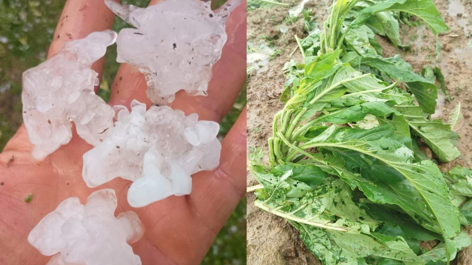 Granizo já atingiu mais de 1.400 lavouras de tabaco nas regiões de Ituporanga e Rio do Sul