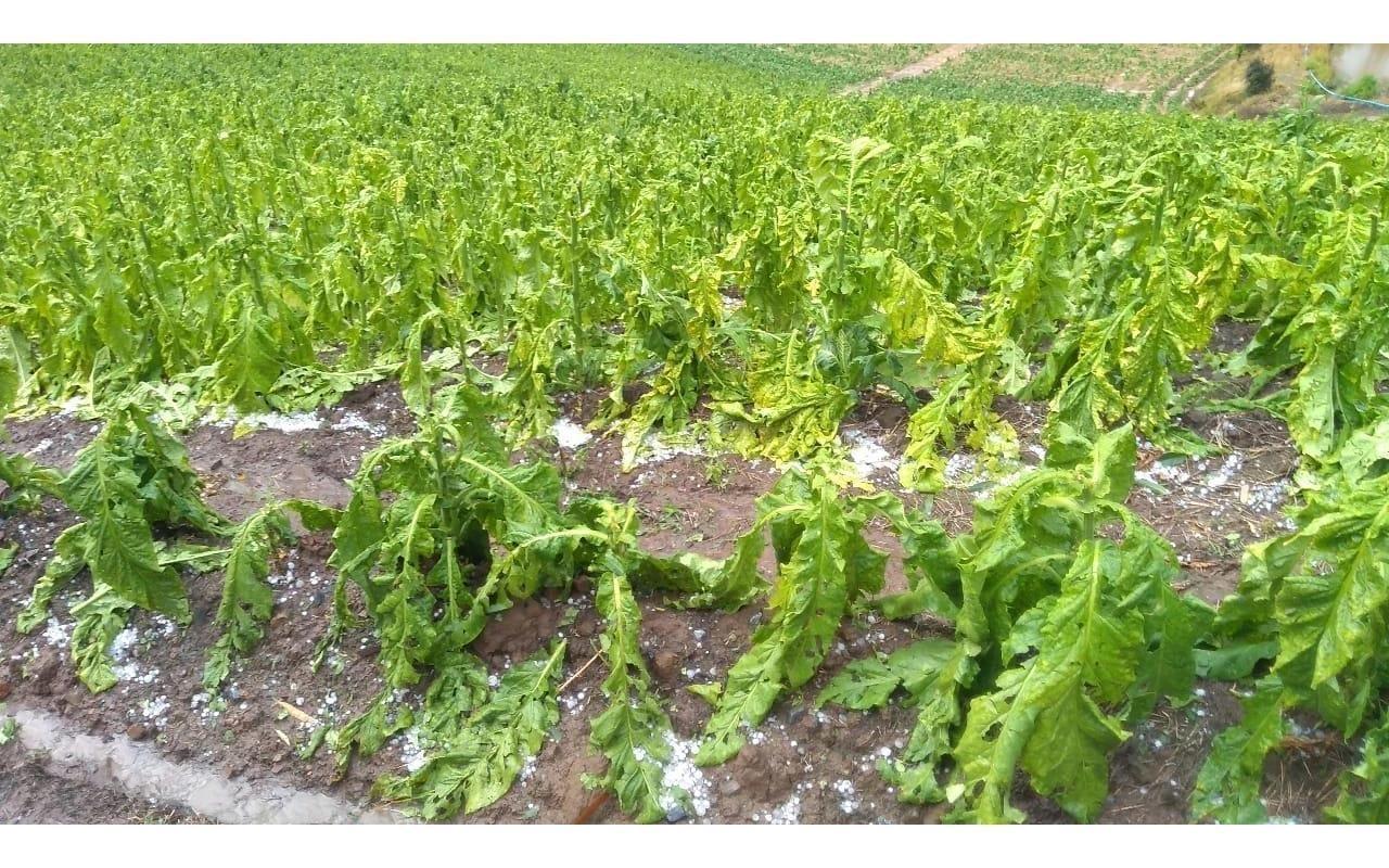 Granizo já atingiu mais de 17 mil lavouras de tabaco no sul do país