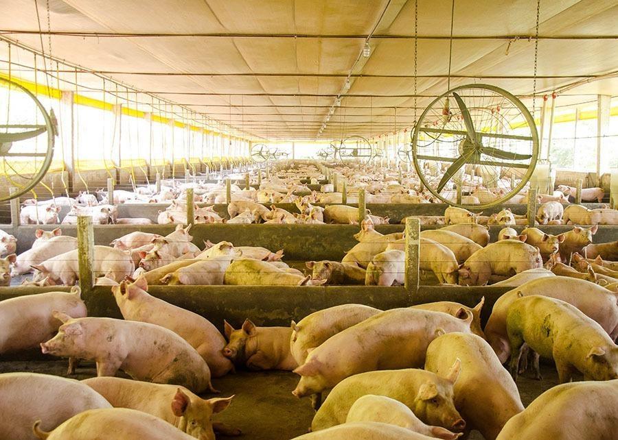 Granjas de suínos de SC têm até fevereiro de 2027 para se adequar às novas regras