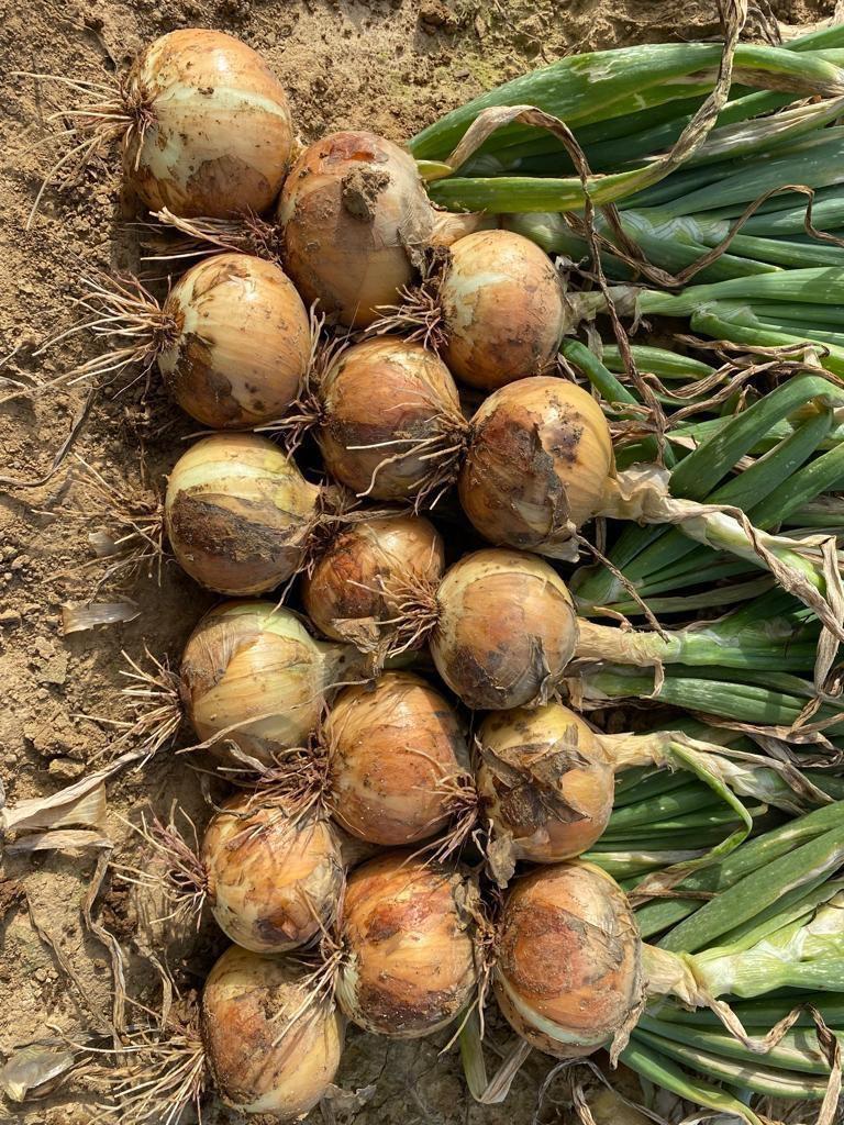 Híbridos de cebola da Agrocinco prometem alta produtividade e resistência ao frio