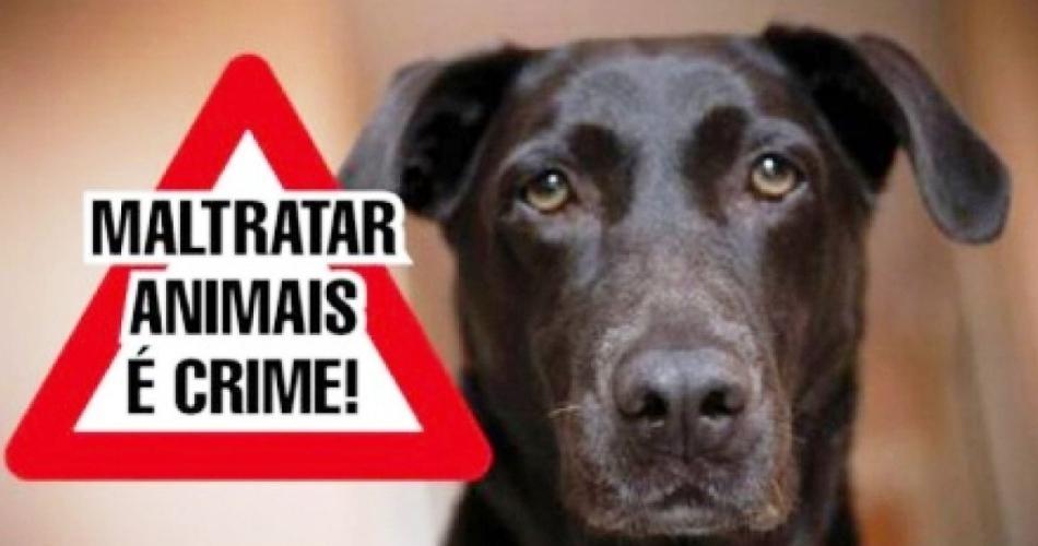 Homem é preso após dar facada em cachorro no centro de Ituporanga