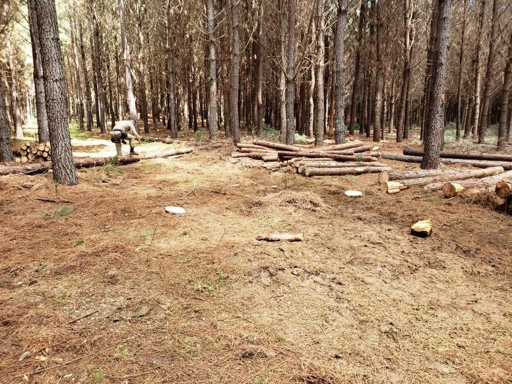 Homem é preso suspeito de matar colega de trabalho com motosserra em Santa Catarina 