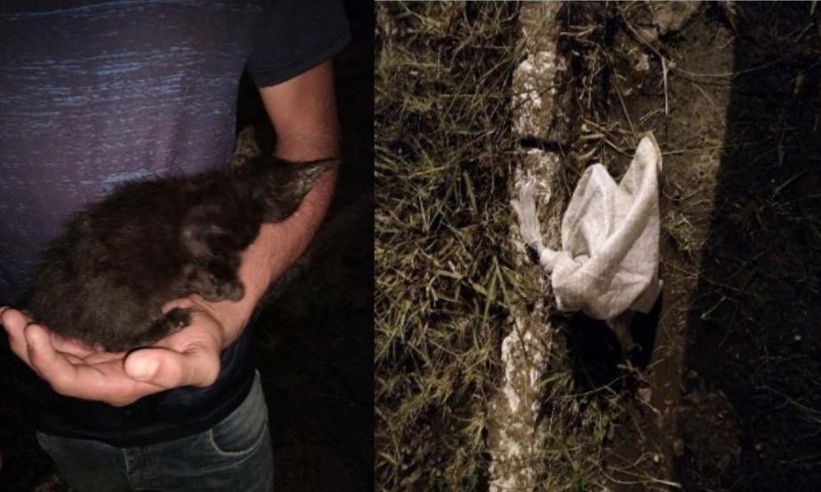 Homem encontra gato em saco e chama a polícia em Ituporanga 