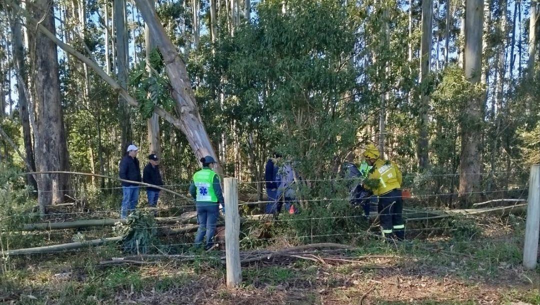 Homem morre após ser atingido por árvore em área de reflorestamento em Imbuia