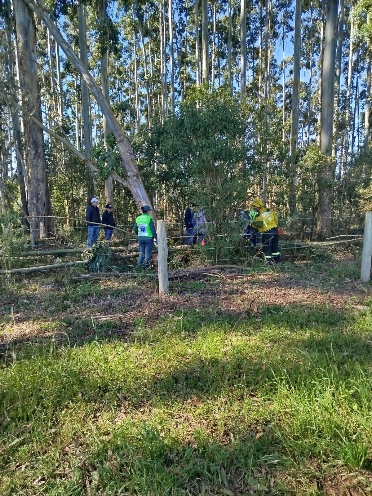 Homem morre prensado por troncos de árvore enquanto cortava lenha em área de mata em Imbuia