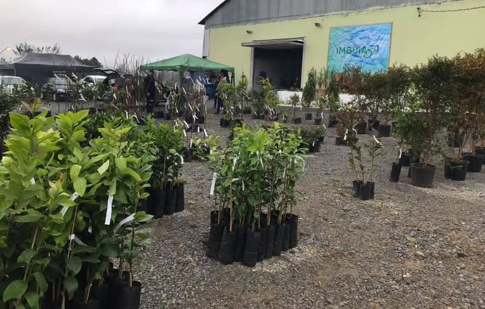 Imbuia já tem data definida para realizar o Feirão de Mudas Frutíferas e Ornamentais