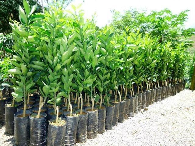 Imbuia terá campanha de mudas frutíferas e ornamentais em julho