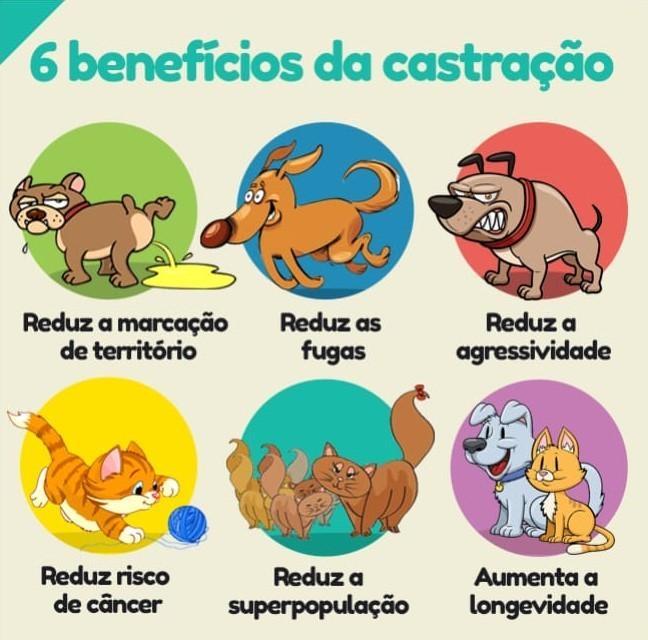 Imbuia vai iniciar campanha de castração de cães e gatos