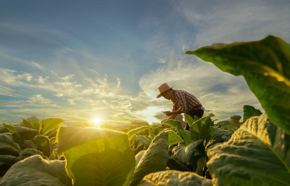Imposto de Renda do Produtor Rural: saiba quem deve declarar 