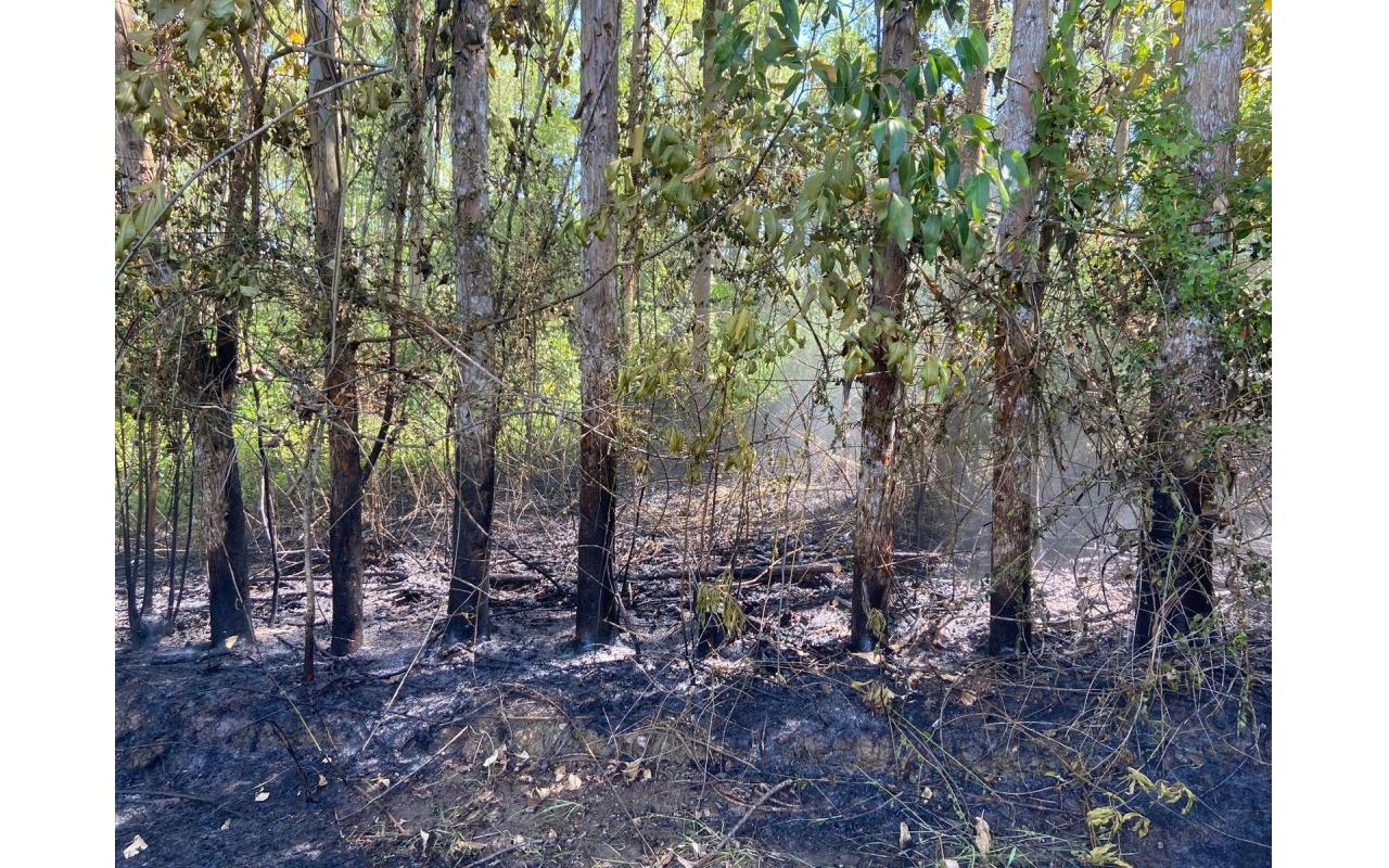 Incêndio atinge reflorestamento de eucalipto no interior de Ituporanga